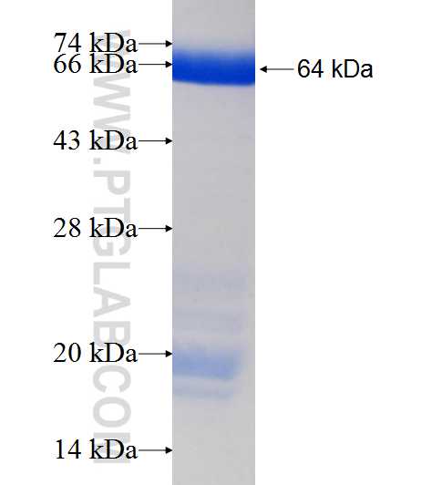 PDIA3 fusion protein Ag8741 SDS-PAGE