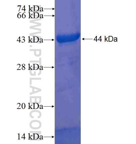 PDIA3 fusion protein Ag8877 SDS-PAGE