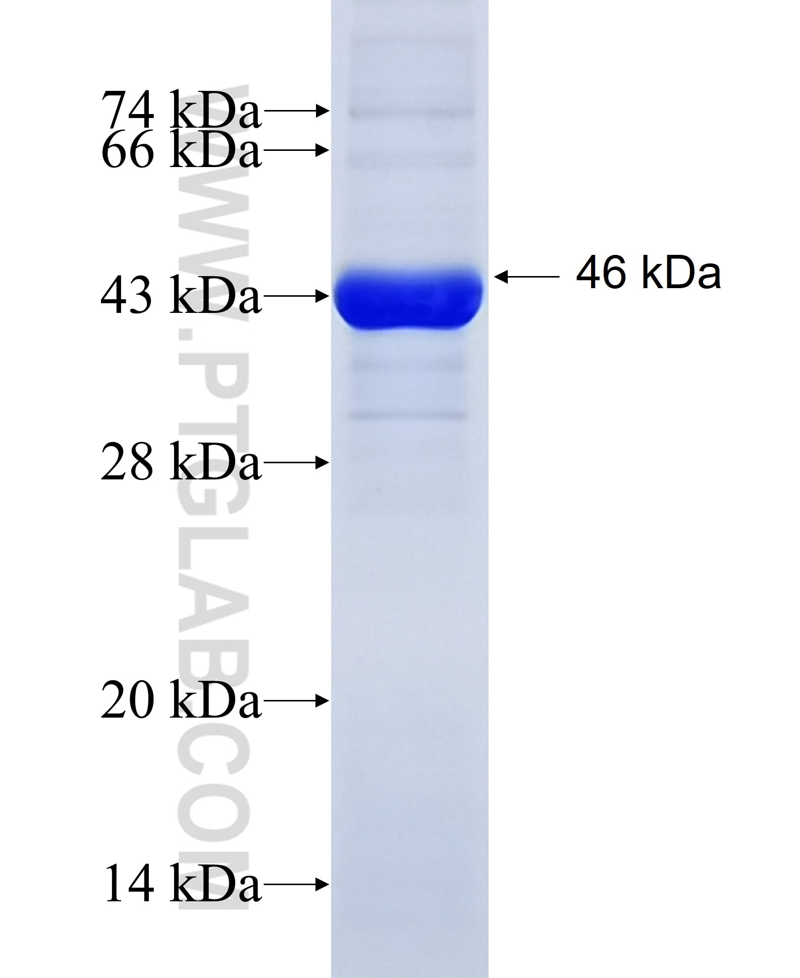 PDIA3 fusion protein Ag8877 SDS-PAGE