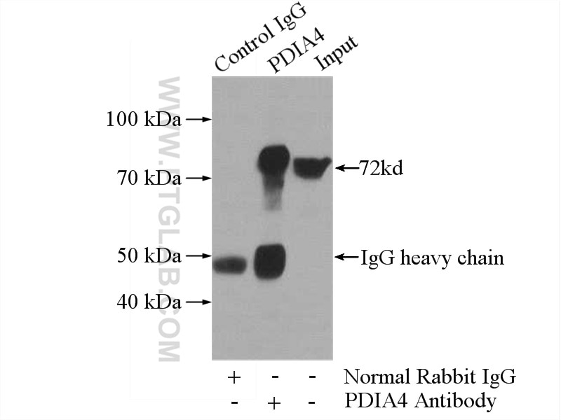 Immunoprecipitation (IP) experiment of HeLa cells using ERp72 Polyclonal antibody (14712-1-AP)