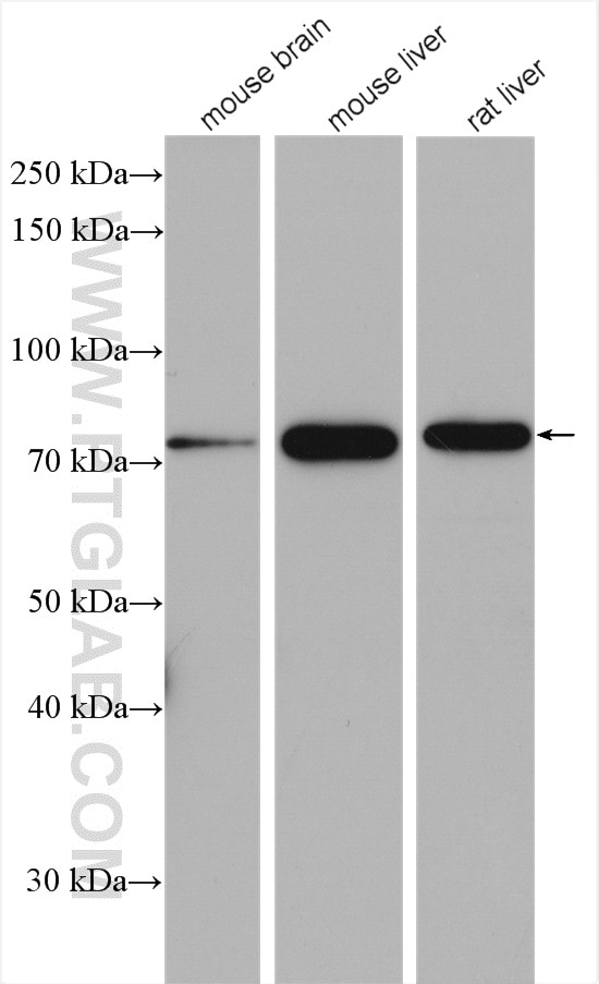 Western Blot (WB) analysis of various lysates using ERp72 Polyclonal antibody (14712-1-AP)