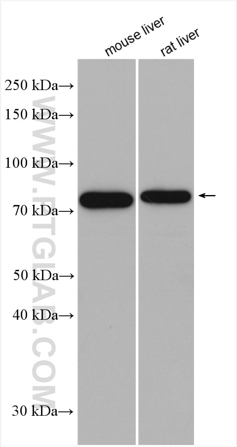 Western Blot (WB) analysis of various lysates using ERp72 Polyclonal antibody (14712-1-AP)