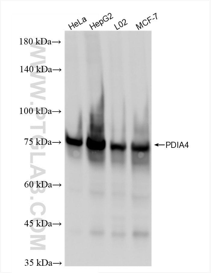 Western Blot (WB) analysis of various lysates using PDIA4 Recombinant antibody (86239-1-RR)