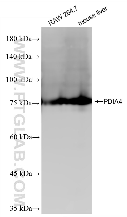 WB analysis using 86239-1-RR Western Blot (WB) analysis of various lysates using PDIA4 Recombinant monoclonal antibody (86239-1-RR)