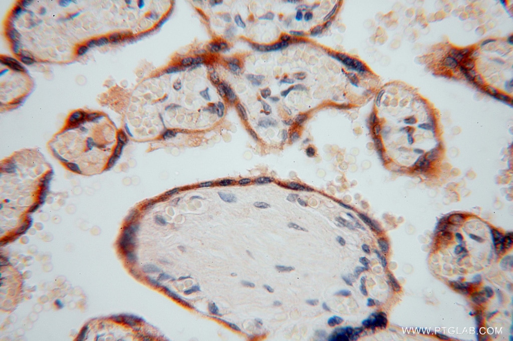 IHC staining of human placenta using 15545-1-AP