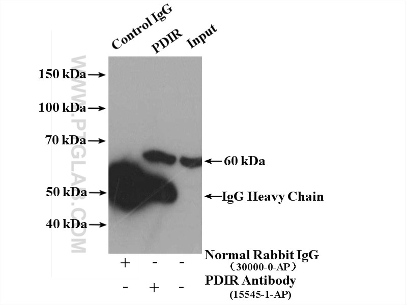 Immunoprecipitation (IP) experiment of mouse liver tissue using PDIR Polyclonal antibody (15545-1-AP)