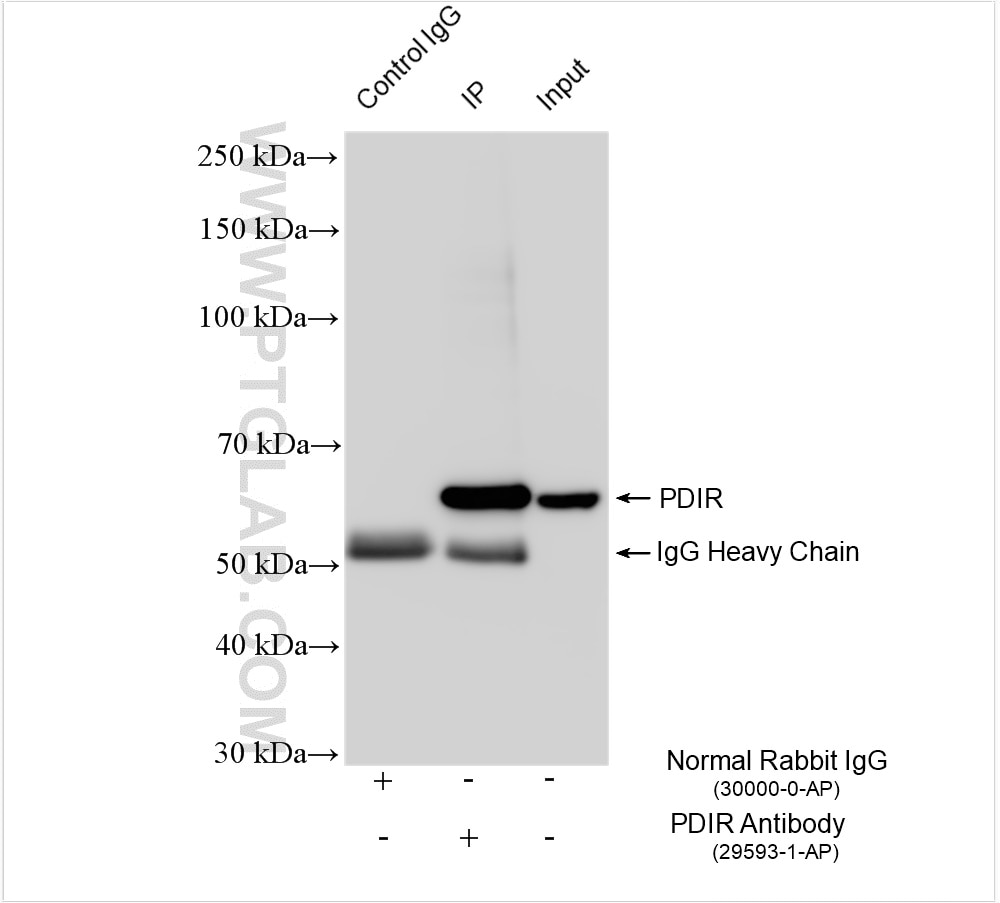 Immunoprecipitation (IP) experiment of mouse liver tissue using PDIR Polyclonal antibody (29593-1-AP)