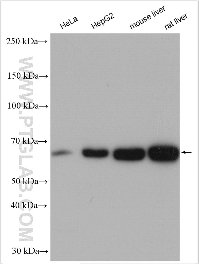 Western Blot (WB) analysis of various lysates using PDIR Polyclonal antibody (29593-1-AP)