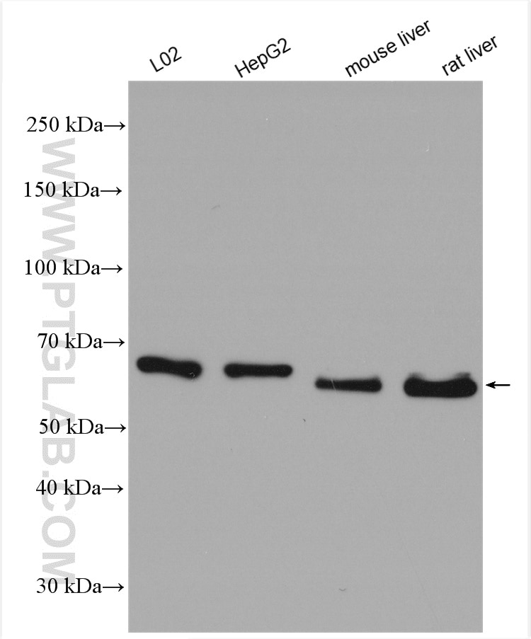 Western Blot (WB) analysis of various lysates using PDIR Polyclonal antibody (29593-1-AP)