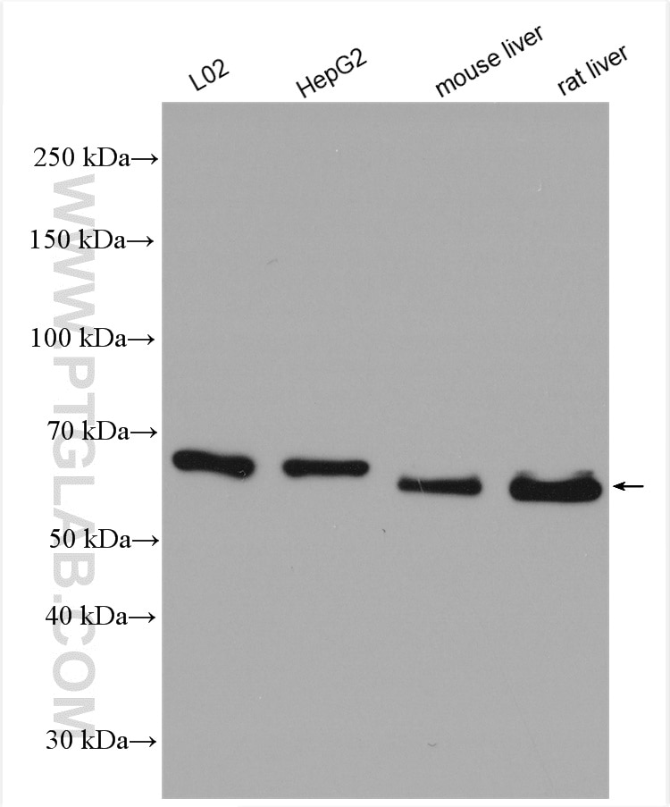 WB analysis using 29593-1-AP