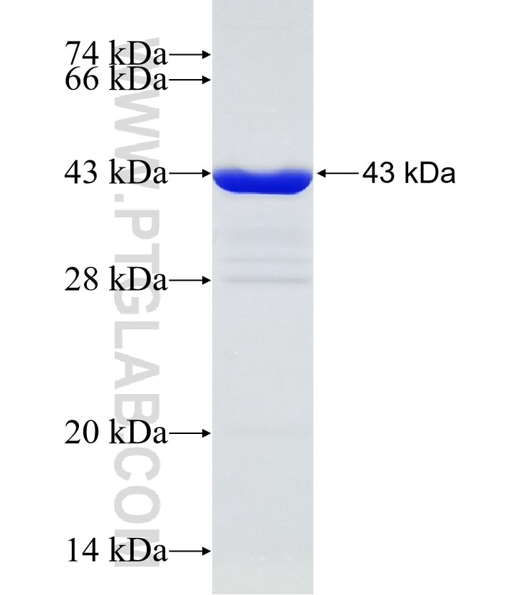 PDIA5 fusion protein Ag31479 SDS-PAGE