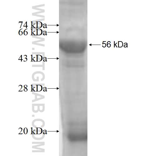 PDIA5 fusion protein Ag7901 SDS-PAGE