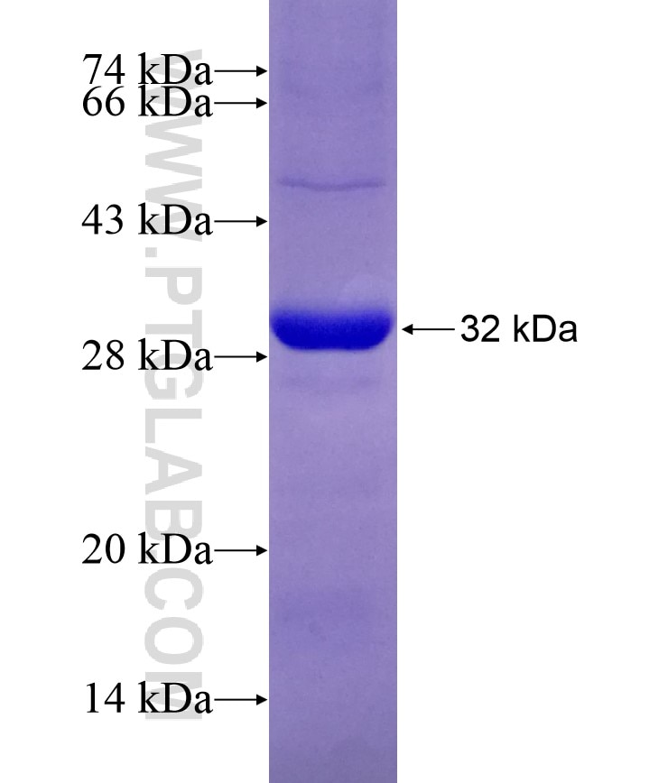 PDIA5 fusion protein Ag8123 SDS-PAGE