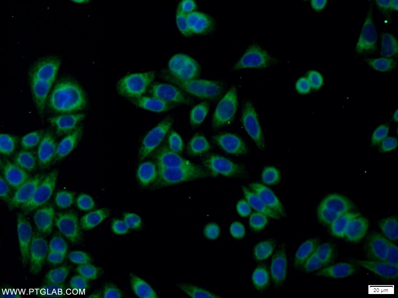 Immunofluorescence (IF) / fluorescent staining of HeLa cells using PDIA6 Polyclonal antibody (18233-1-AP)