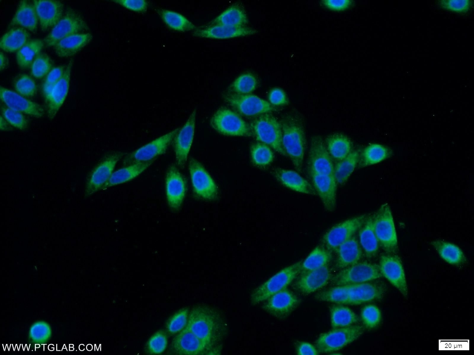 Immunofluorescence (IF) / fluorescent staining of HeLa cells using PDIA6 Polyclonal antibody (18233-1-AP)