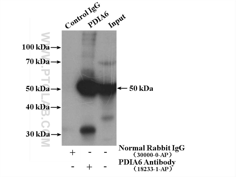 Immunoprecipitation (IP) experiment of HEK-293 cells using PDIA6 Polyclonal antibody (18233-1-AP)