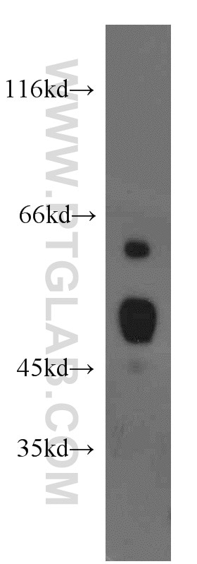 Western Blot (WB) analysis of mouse heart tissue using PDIA6 Polyclonal antibody (18233-1-AP)