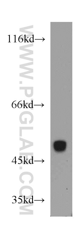 Western Blot (WB) analysis of L02 cells using PDIA6 Polyclonal antibody (18233-1-AP)