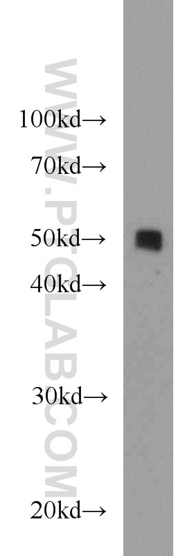 Western Blot (WB) analysis of HEK-293 cells using PDIA6 Polyclonal antibody (18233-1-AP)