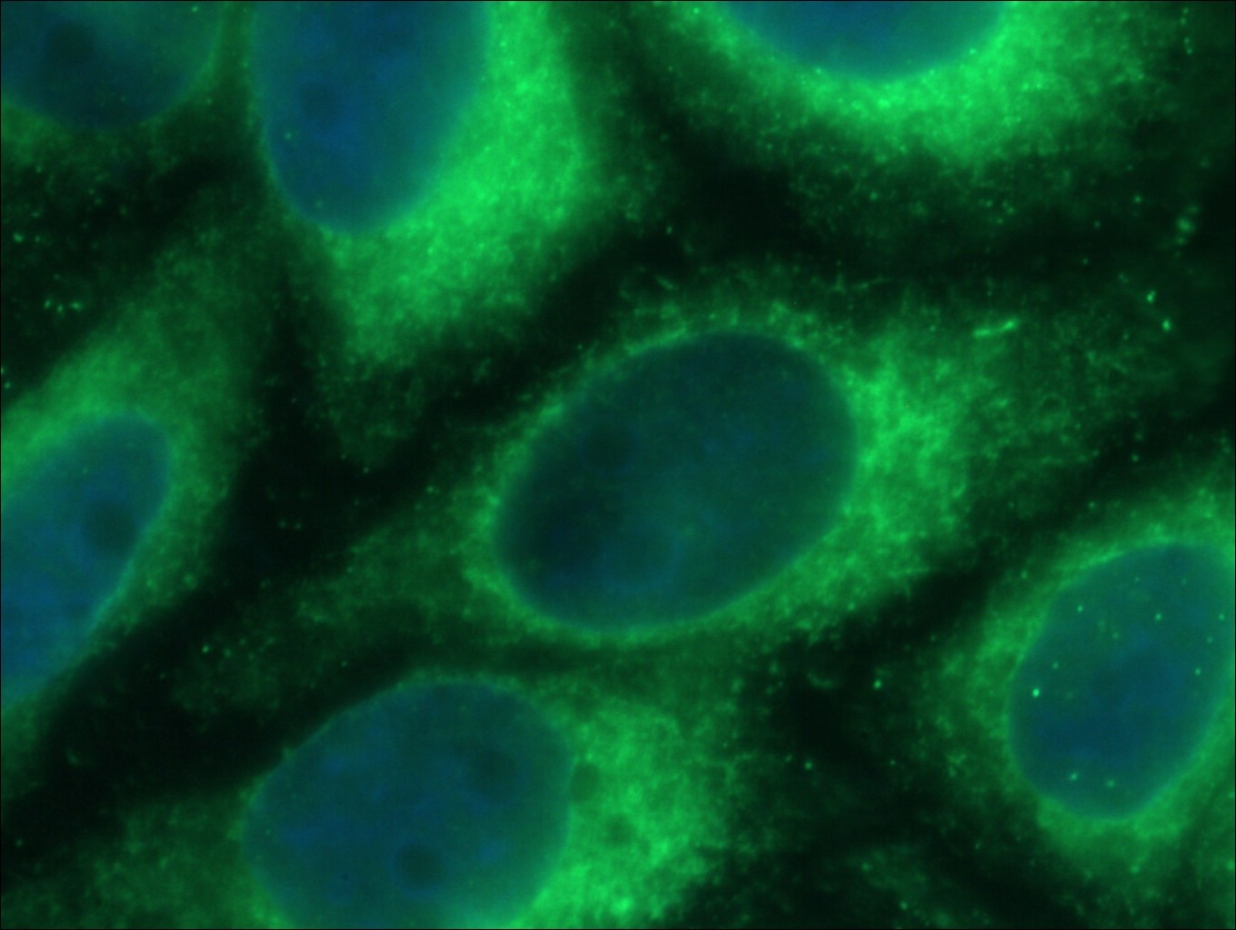 Immunofluorescence (IF) / fluorescent staining of HepG2 cells using PDIA6 Monoclonal antibody (66669-1-Ig)
