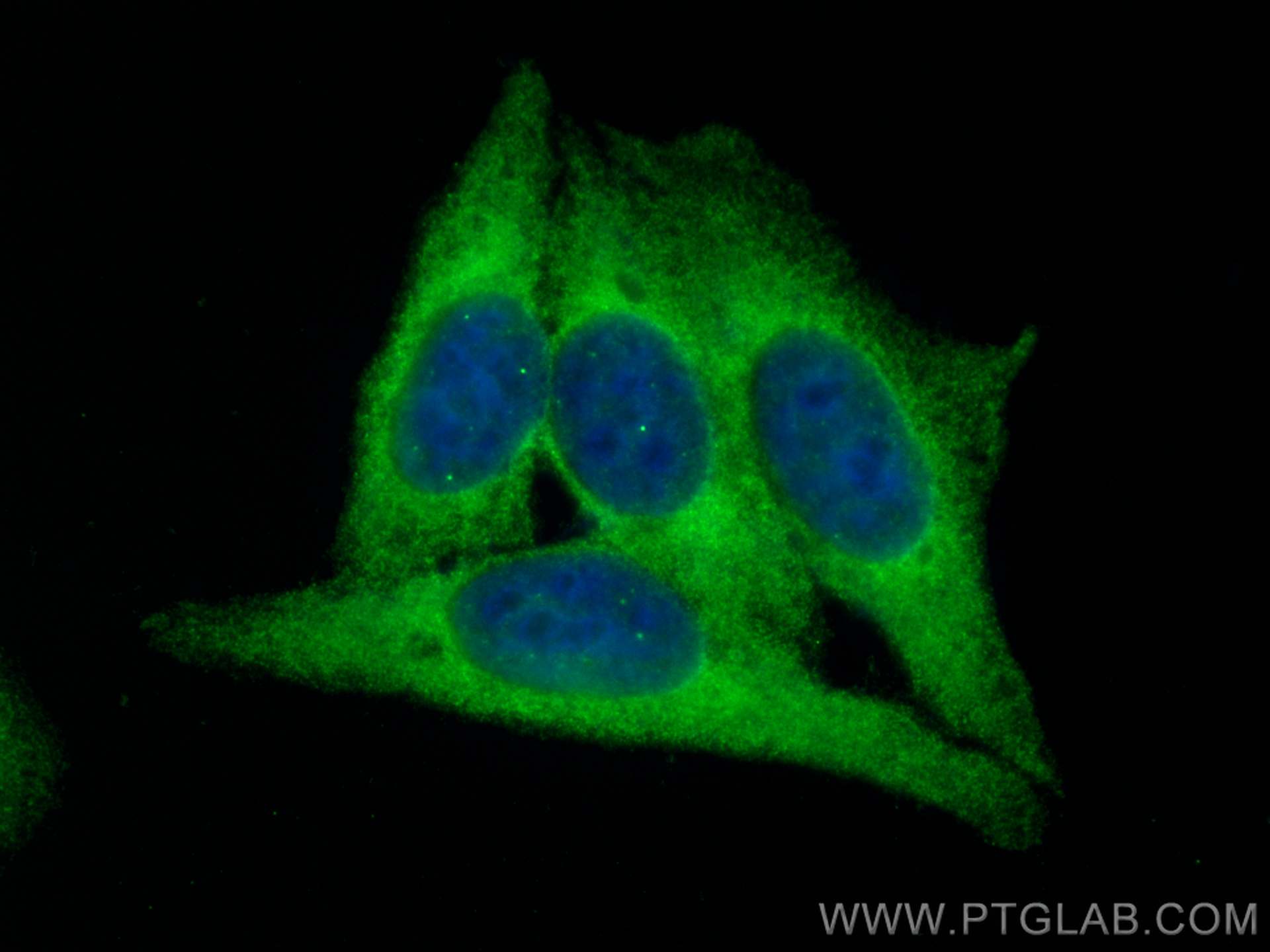 Immunofluorescence (IF) / fluorescent staining of HepG2 cells using PDIA6 Monoclonal antibody (66669-1-Ig)