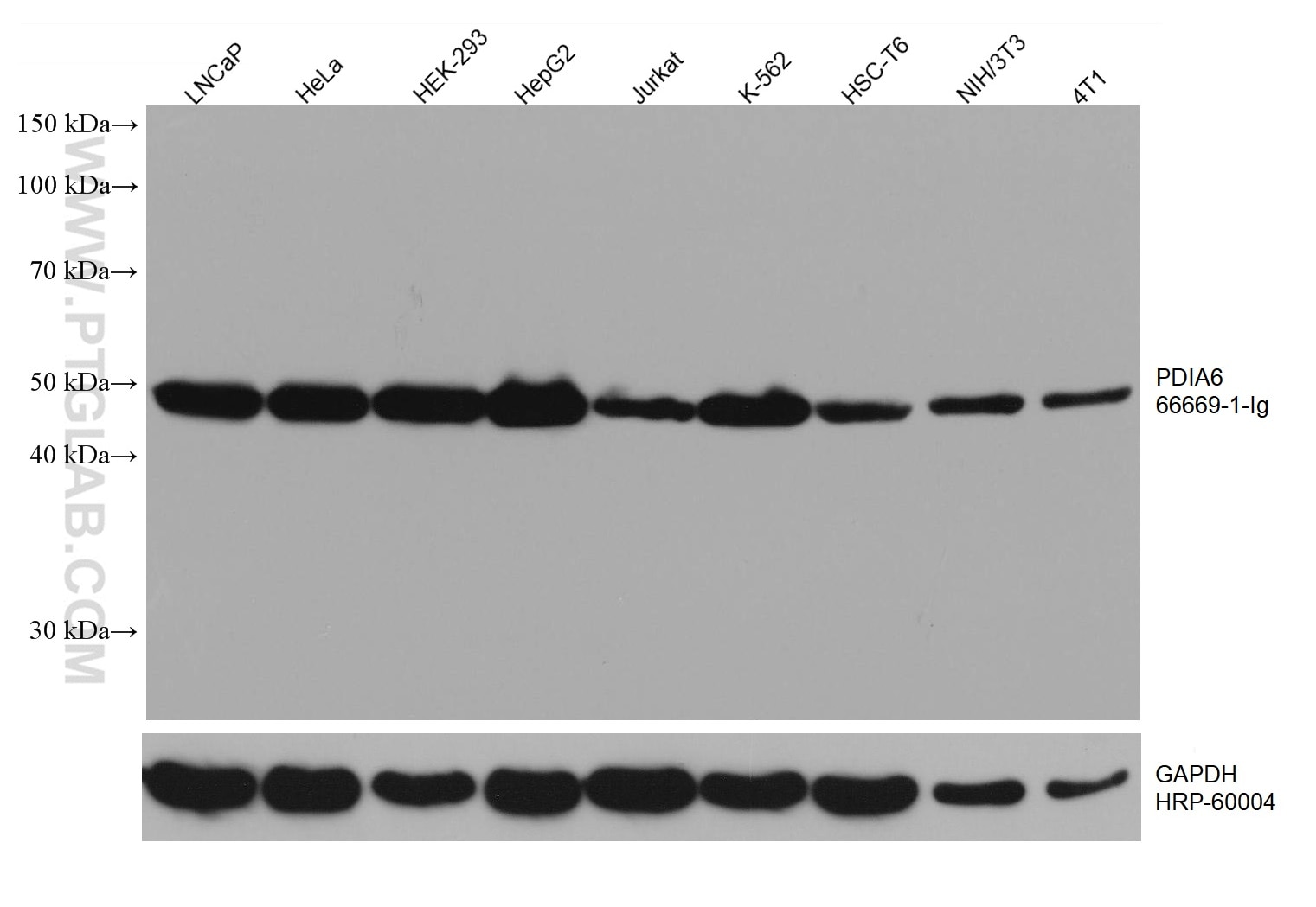 Western Blot (WB) analysis of various lysates using PDIA6 Monoclonal antibody (66669-1-Ig)