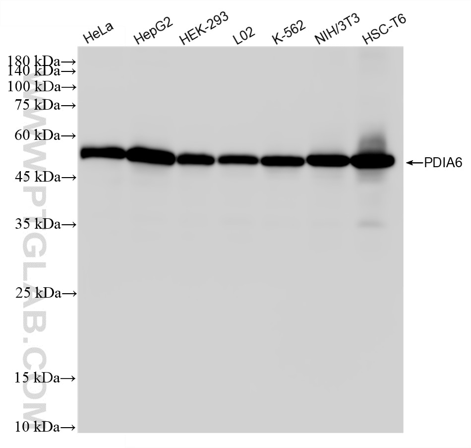 Various lysates were subjected to SDS PAGE followed by western blot with 87234-1-RR (PDIA6 antibody) at dilution of 1:10000 incubated at room temperature for 1.5 hours. Western Blot (WB) analysis of various lysates using PDIA6 Recombinant monoclonal antibody (87234-1-RR)