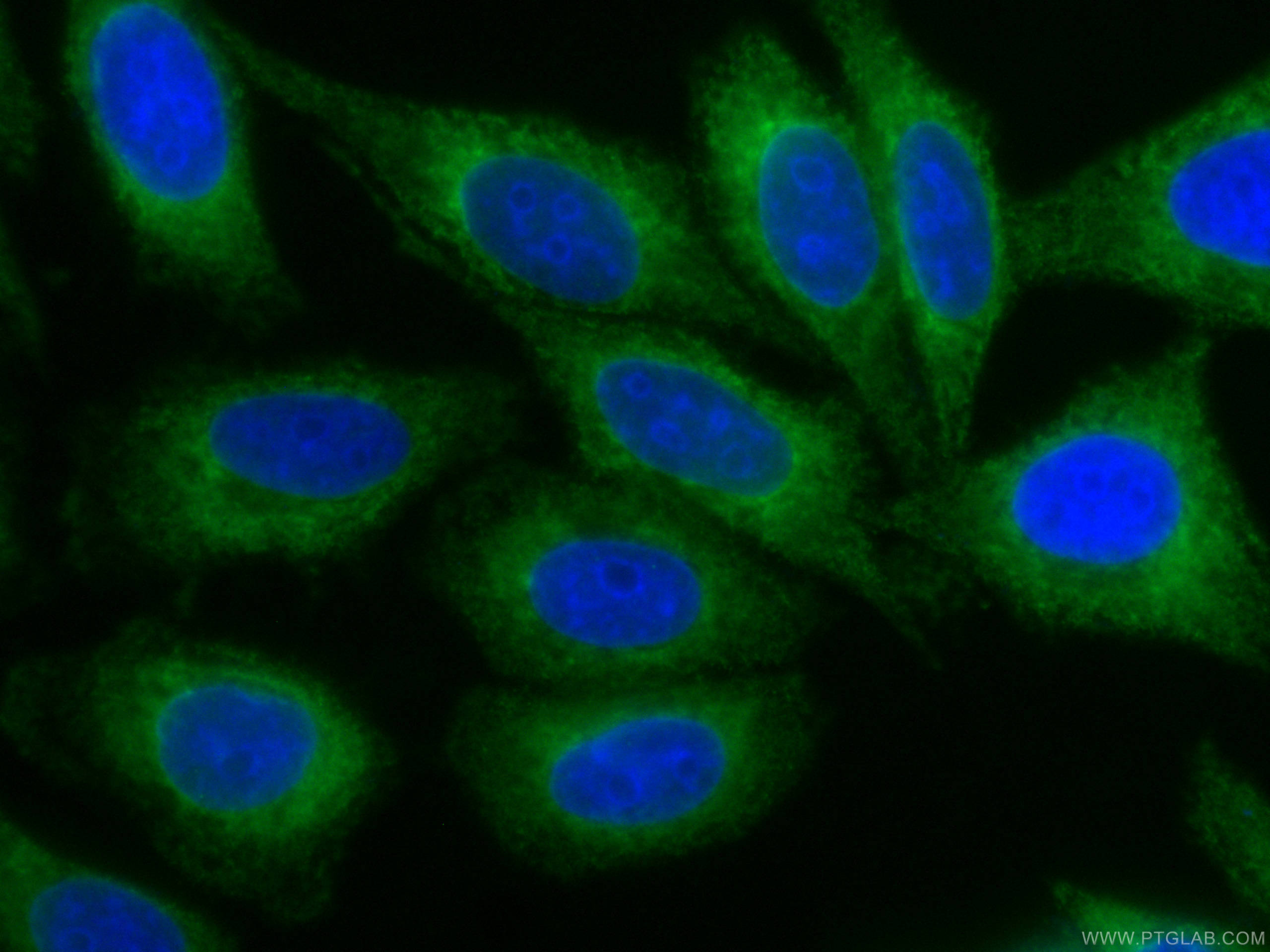 Immunofluorescence (IF) / fluorescent staining of HepG2 cells using CoraLite® Plus 488-conjugated PDIA6 Monoclonal ant (CL488-66669)