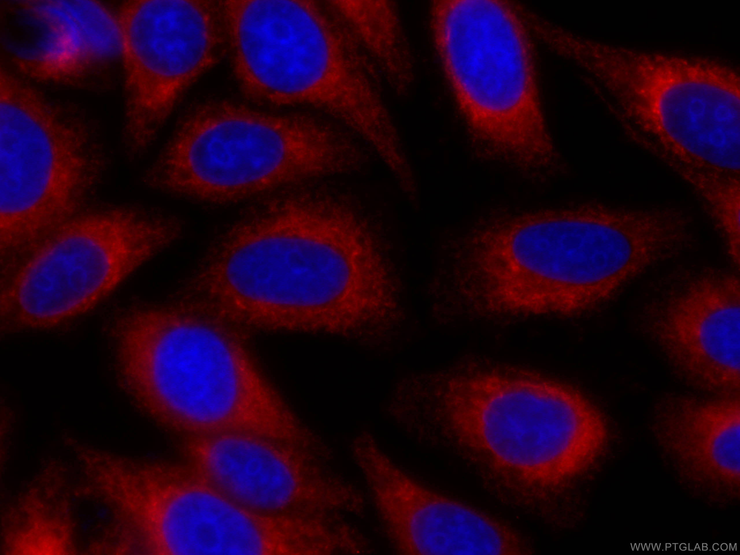 Immunofluorescence (IF) / fluorescent staining of HepG2 cells using CoraLite®594-conjugated PDIA6 Monoclonal antibody (CL594-66669)