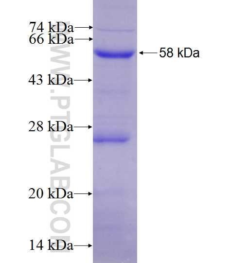 PDIA6 fusion protein Ag27608 SDS-PAGE