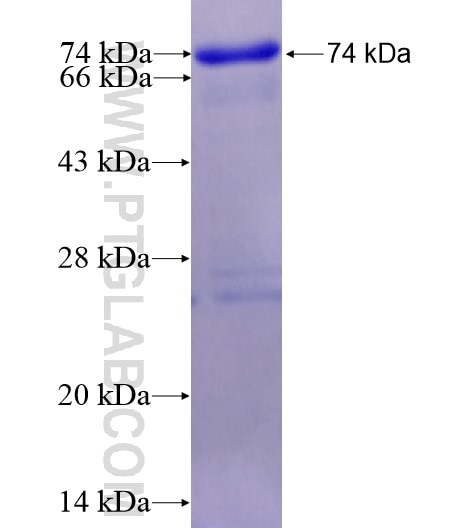 PDIA6 fusion protein Ag12940 SDS-PAGE