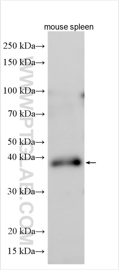 Western Blot (WB) analysis of various lysates using PDIK1L Polyclonal antibody (12646-1-AP)