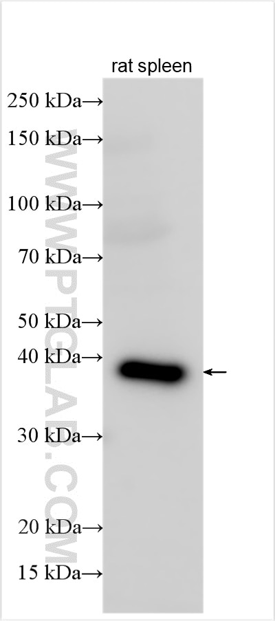 Western Blot (WB) analysis of rat spleen tissue using PDIK1L Polyclonal antibody (12646-1-AP)