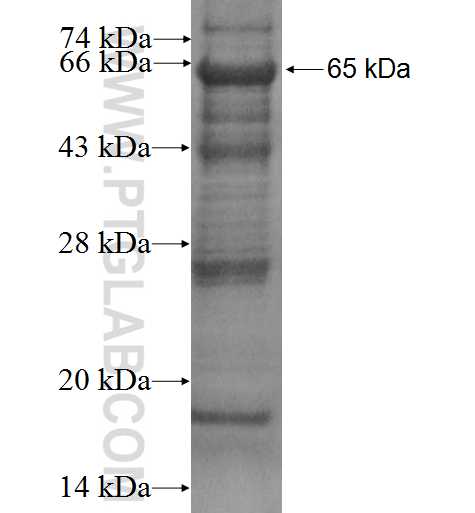 PDIK1L fusion protein Ag3356 SDS-PAGE