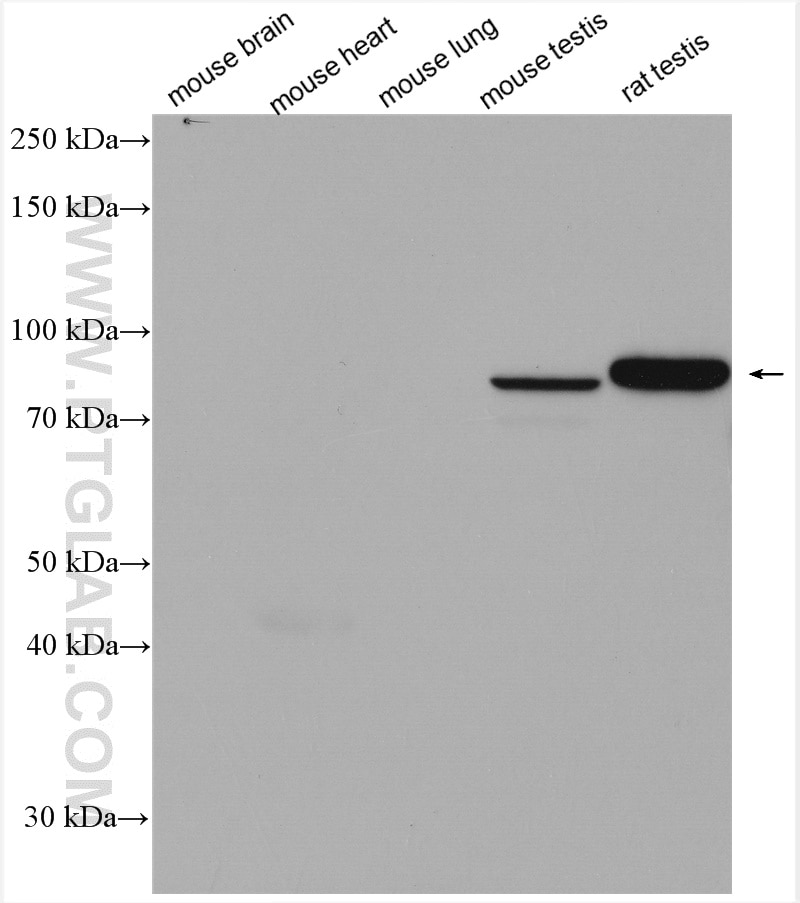 Western Blot (WB) analysis of various lysates using PDILT Polyclonal antibody (26305-1-AP)