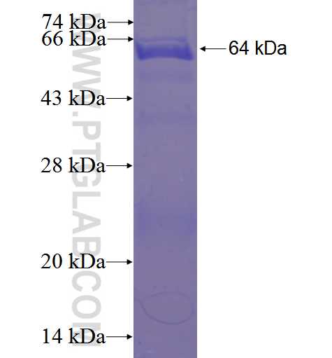 PDILT fusion protein Ag23675 SDS-PAGE