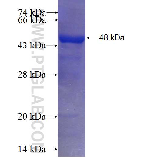 PDILT fusion protein Ag23764 SDS-PAGE