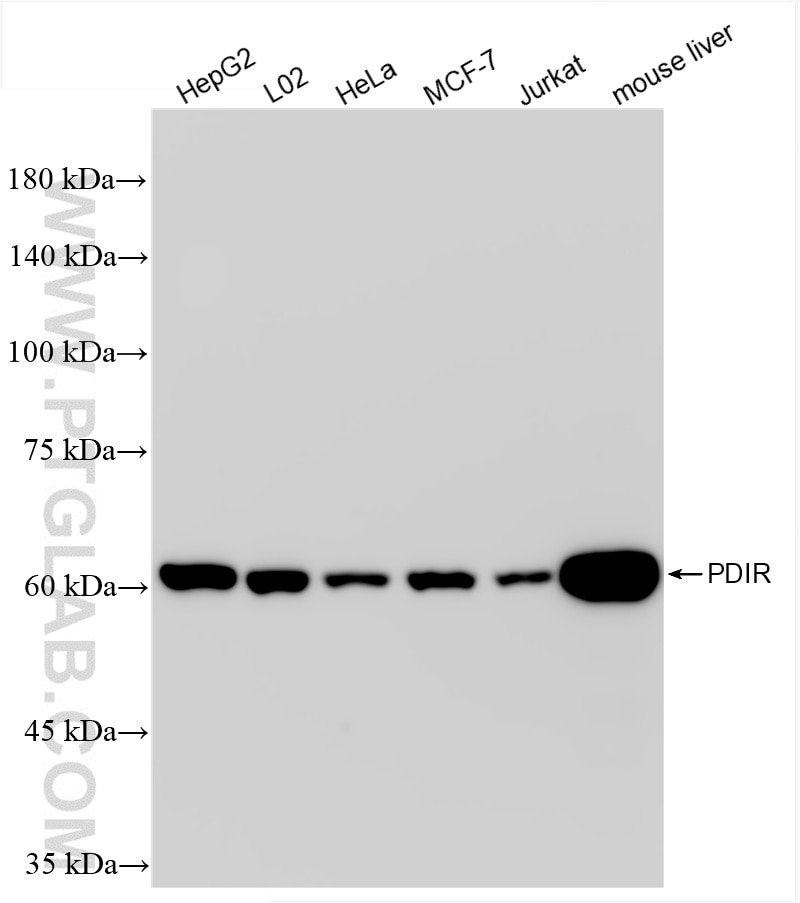 Western Blot (WB) analysis of various lysates using PDIR Recombinant antibody (85599-4-RR)