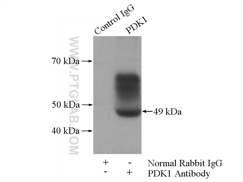 Immunoprecipitation (IP) experiment of NIH/3T3 cells using PDK1 Polyclonal antibody (10026-1-AP)