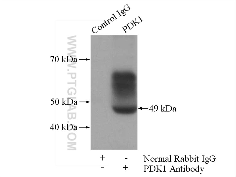 IP experiment of NIH/3T3 using 10026-1-AP