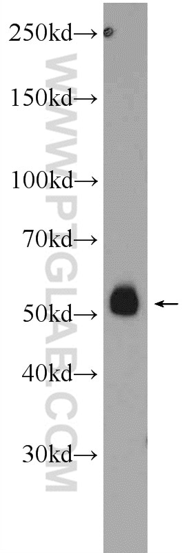 Western Blot (WB) analysis of NIH/3T3 cells using PDK1 Polyclonal antibody (10026-1-AP)