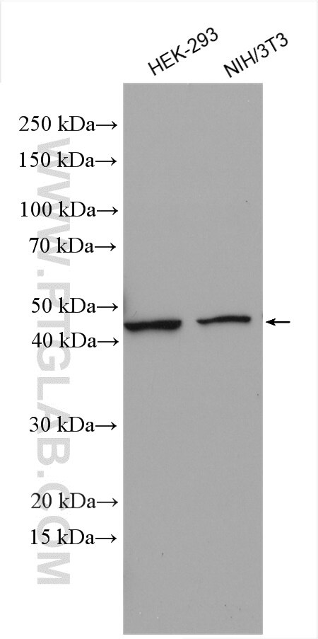 WB analysis using 18262-1-AP