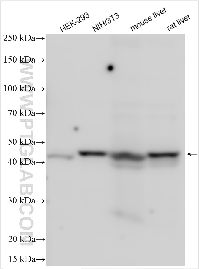 Western Blot (WB) analysis of various lysates using PDK1 Polyclonal antibody (18262-1-AP)