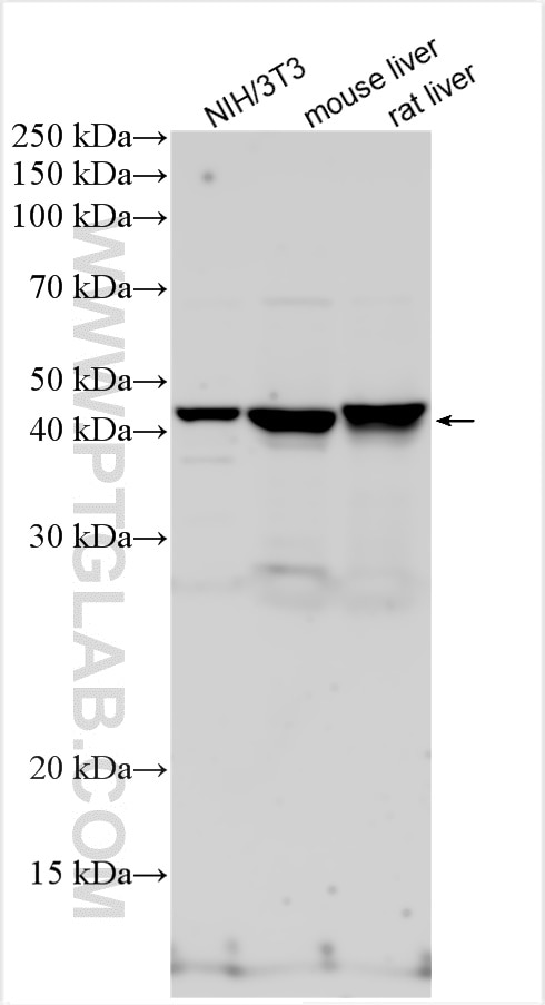 WB analysis using 18262-1-AP