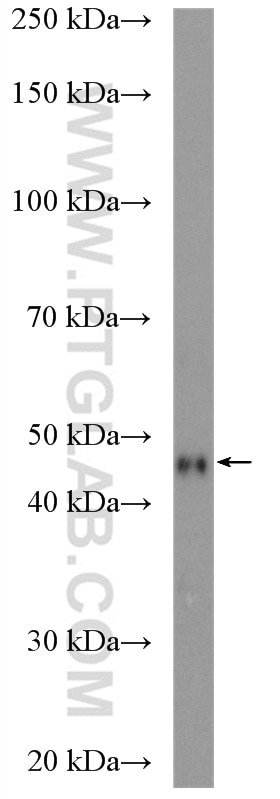 Western Blot (WB) analysis of NCI-H1299 cells using PDK2 Polyclonal antibody (15647-1-AP)