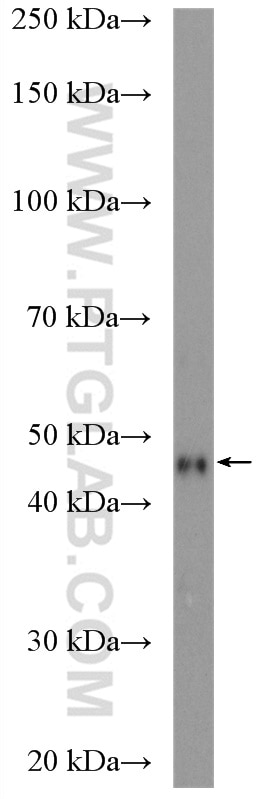 WB analysis of NCI-H1299 using 15647-1-AP