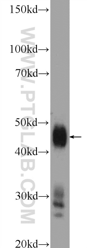 Western Blot (WB) analysis of rat heart tissue using PDK2 Polyclonal antibody (15647-1-AP)
