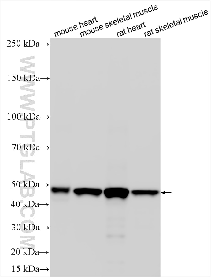 Western Blot (WB) analysis of various lysates using PDK2 Polyclonal antibody (15647-1-AP)