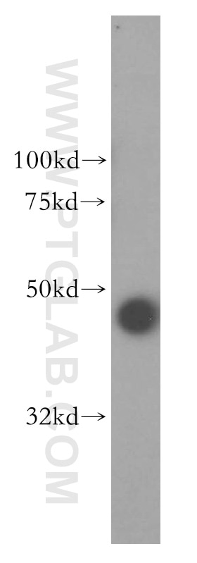 Western Blot (WB) analysis of mouse skeletal muscle tissue using PDK2 Polyclonal antibody (15647-1-AP)