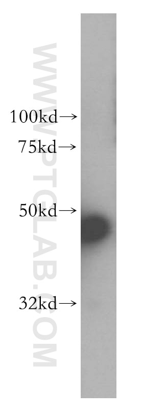 Western Blot (WB) analysis of human heart tissue using PDK2 Polyclonal antibody (15647-1-AP)
